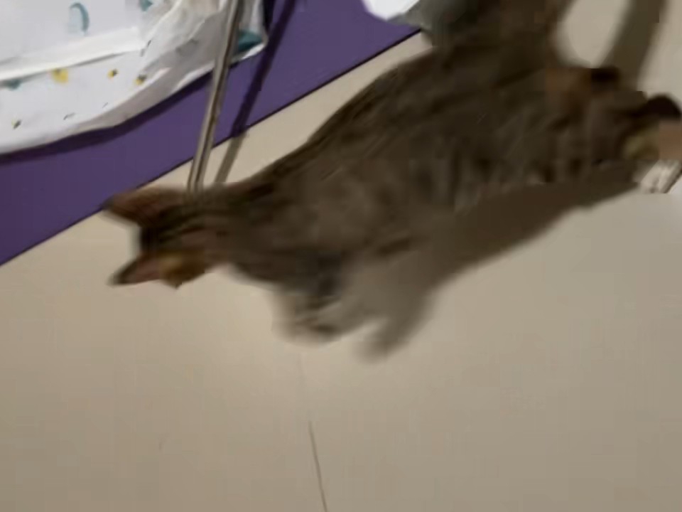 小猫跑酷25