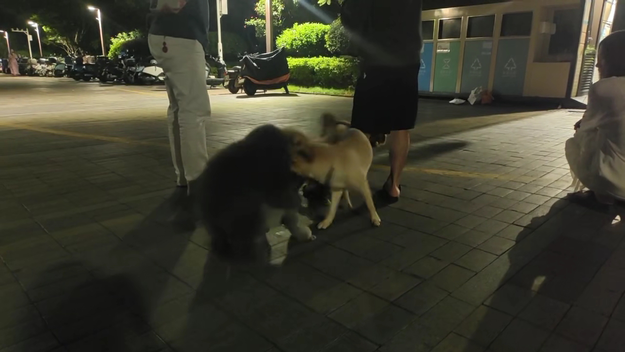 12:30正是小狗出去玩的时候