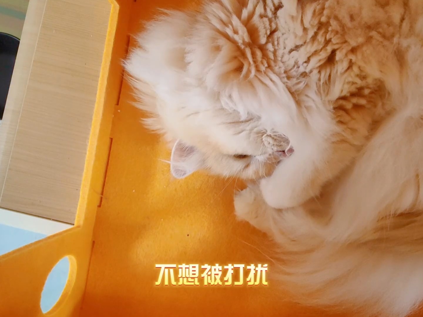 您拨打的用户正在睡觉