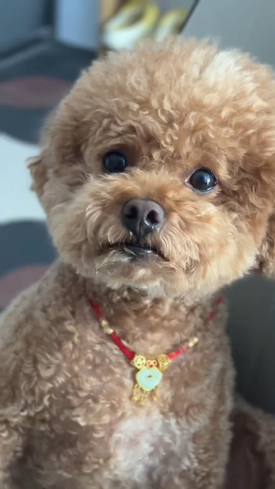 狗狗神经炎症状总结： 行走异常，走路踉跄摇晃，无法保持平衡 触摸特定区域敏感，会疼痛惨叫 肢体麻木、刺痛 腰背弯曲抬高，或异常的摆动头部 反应减缓、迟钝 不吃不喝或呕吐  狗狗神经炎原因： 病毒感染，如犬瘟热病毒，细小病毒，狂犬病毒。 寄生虫感染，如去犬心丝虫感染 自身免疫系统出现反常，攻击自身神经组织 遗传神经性疾病 外界刺激受惊等 中暑、感冒、外伤等诱因  狗狗神经炎专用药： 💯复元定片：修复...