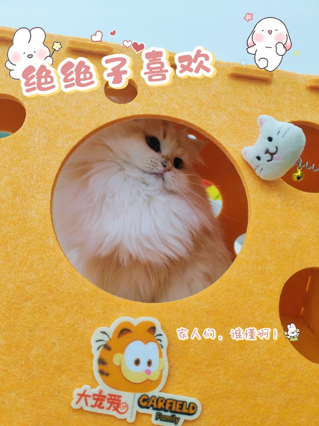 家人们,为新窝干好几架了