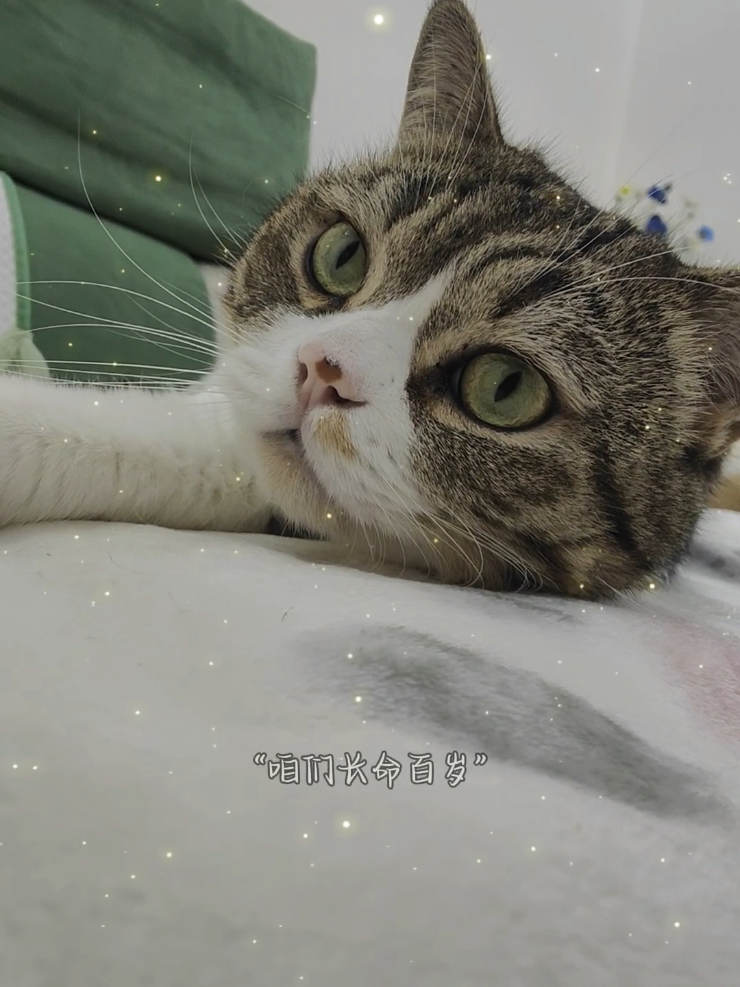 猫猫长命百岁