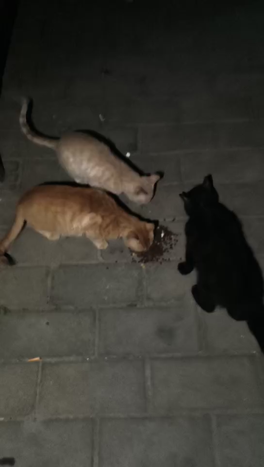 每天晚上有空的话,就会去楼下投喂流浪小猫,流浪猫很怕人,白天都是躲起来的,只有晚上能碰到。