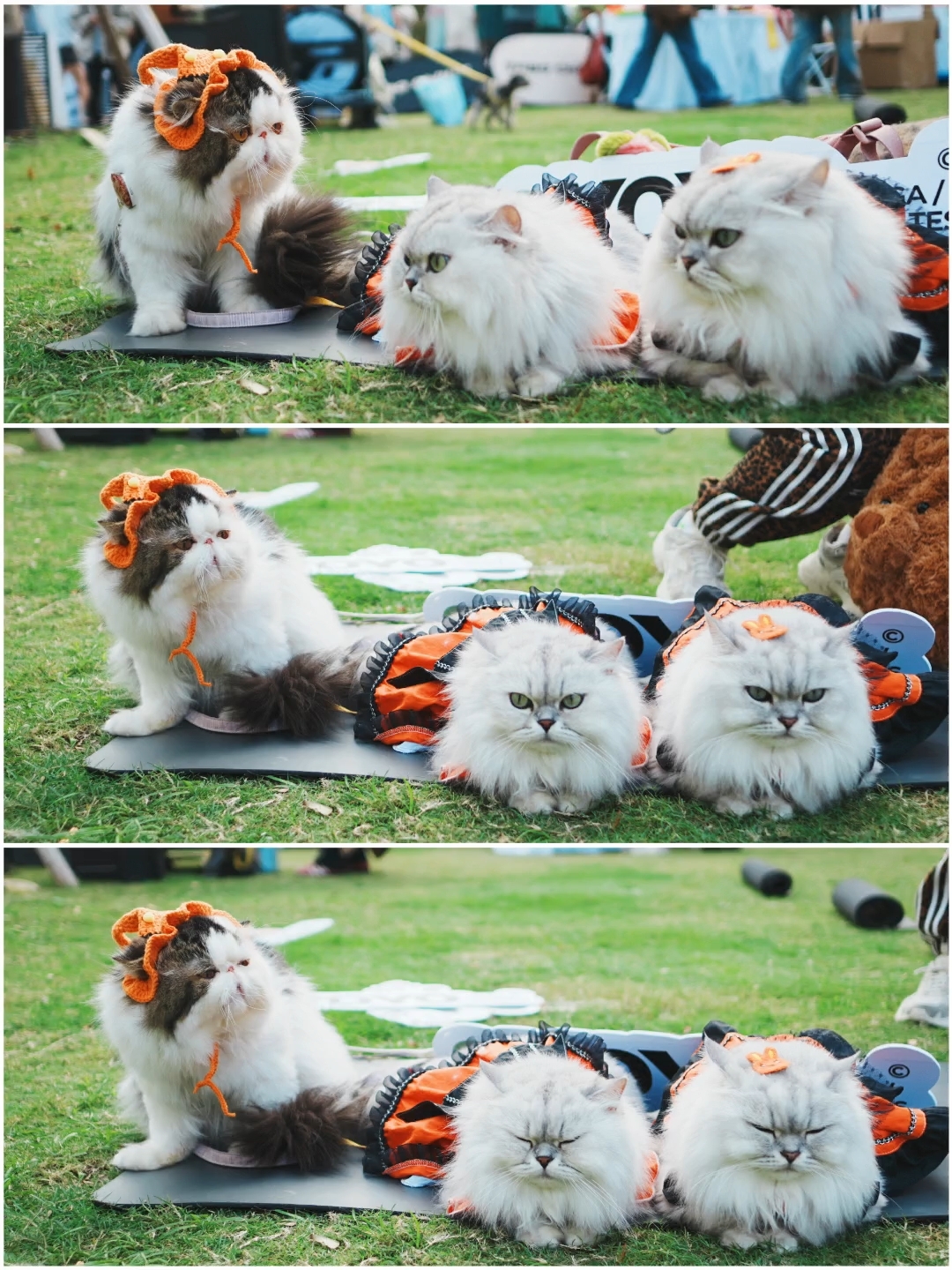 不愧是亲生的，父女俩拍照神同步🌸