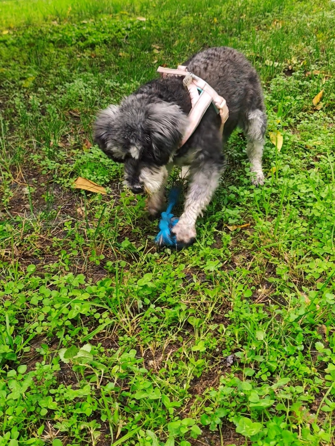 小狗૮・ᴥ - ა大战双马尾玩具