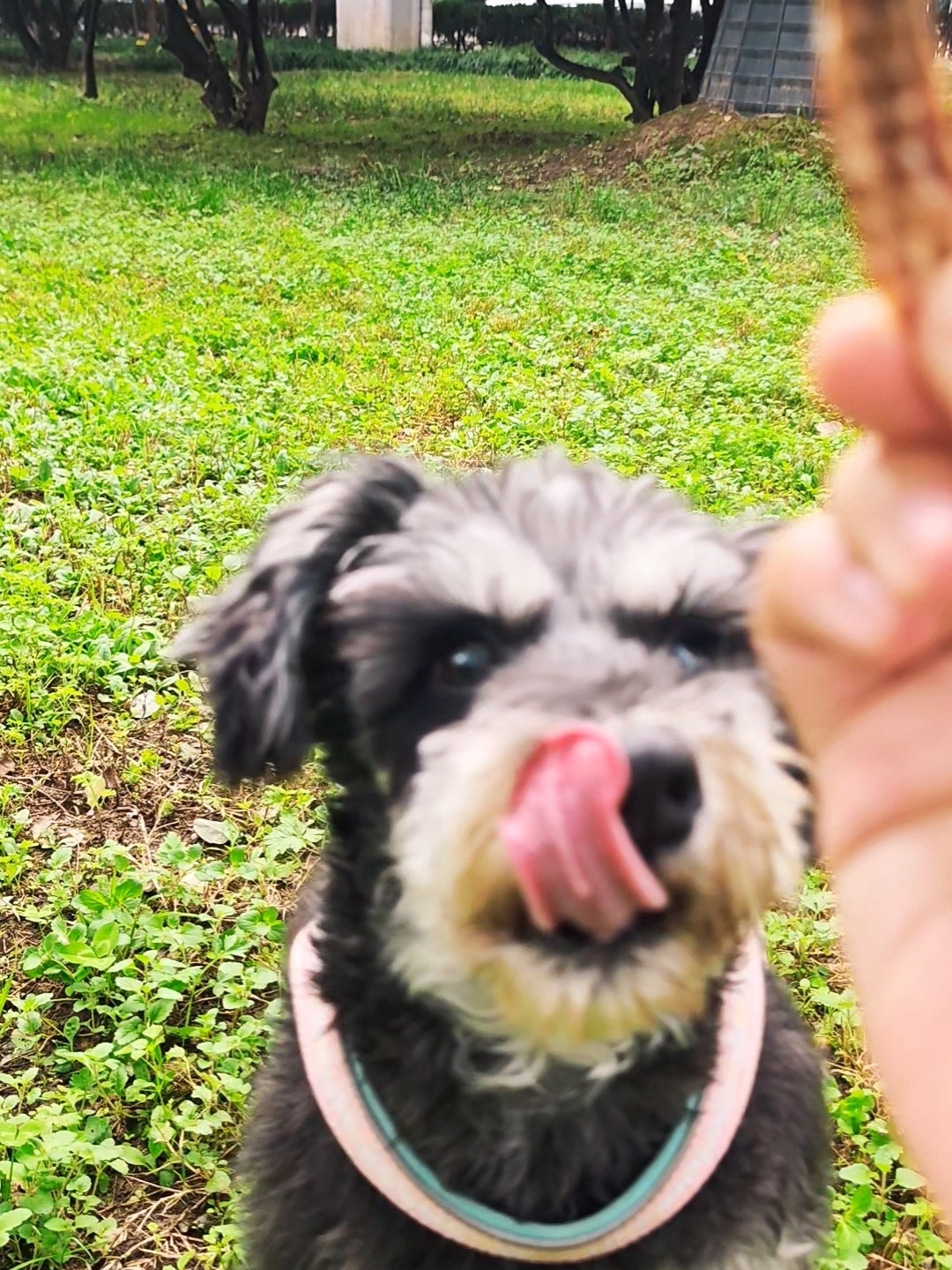 遇到美食就模糊了的小狗,瞧瞧找到美食需要多久