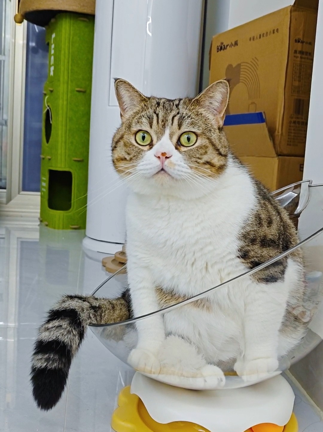 还不是个傲娇又吃醋的小猫咪