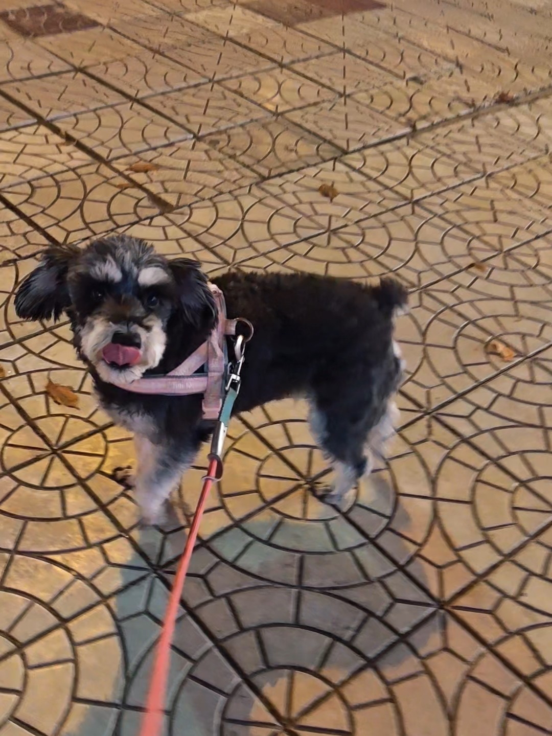 你知道小狗其实很期待你摸摸的吗