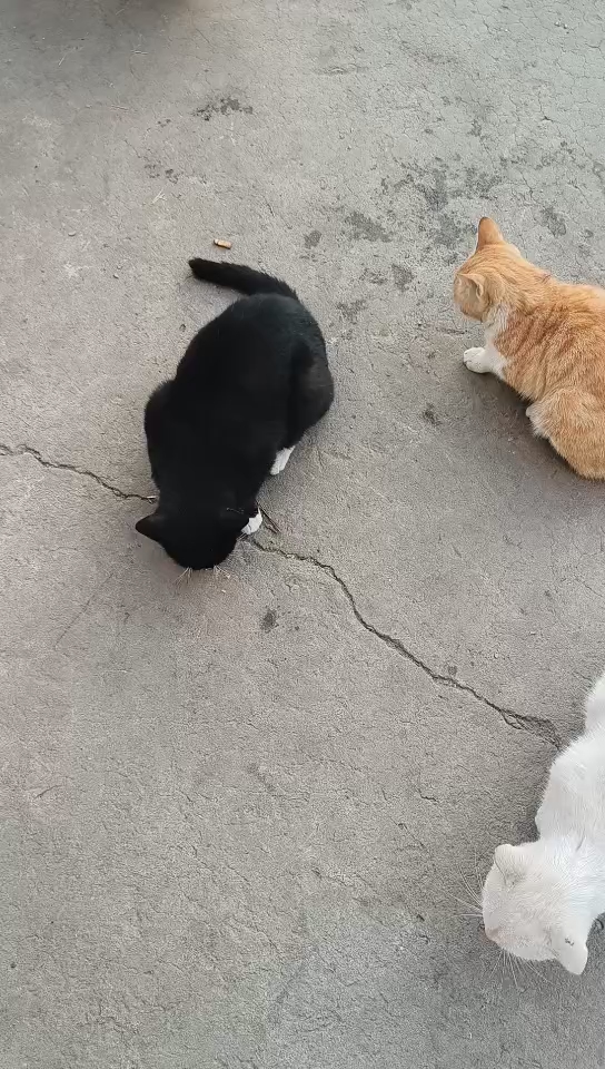 冬天来了，流浪的毛孩子也很需要温暖，希望大家能尽自己的一份绵薄之力。