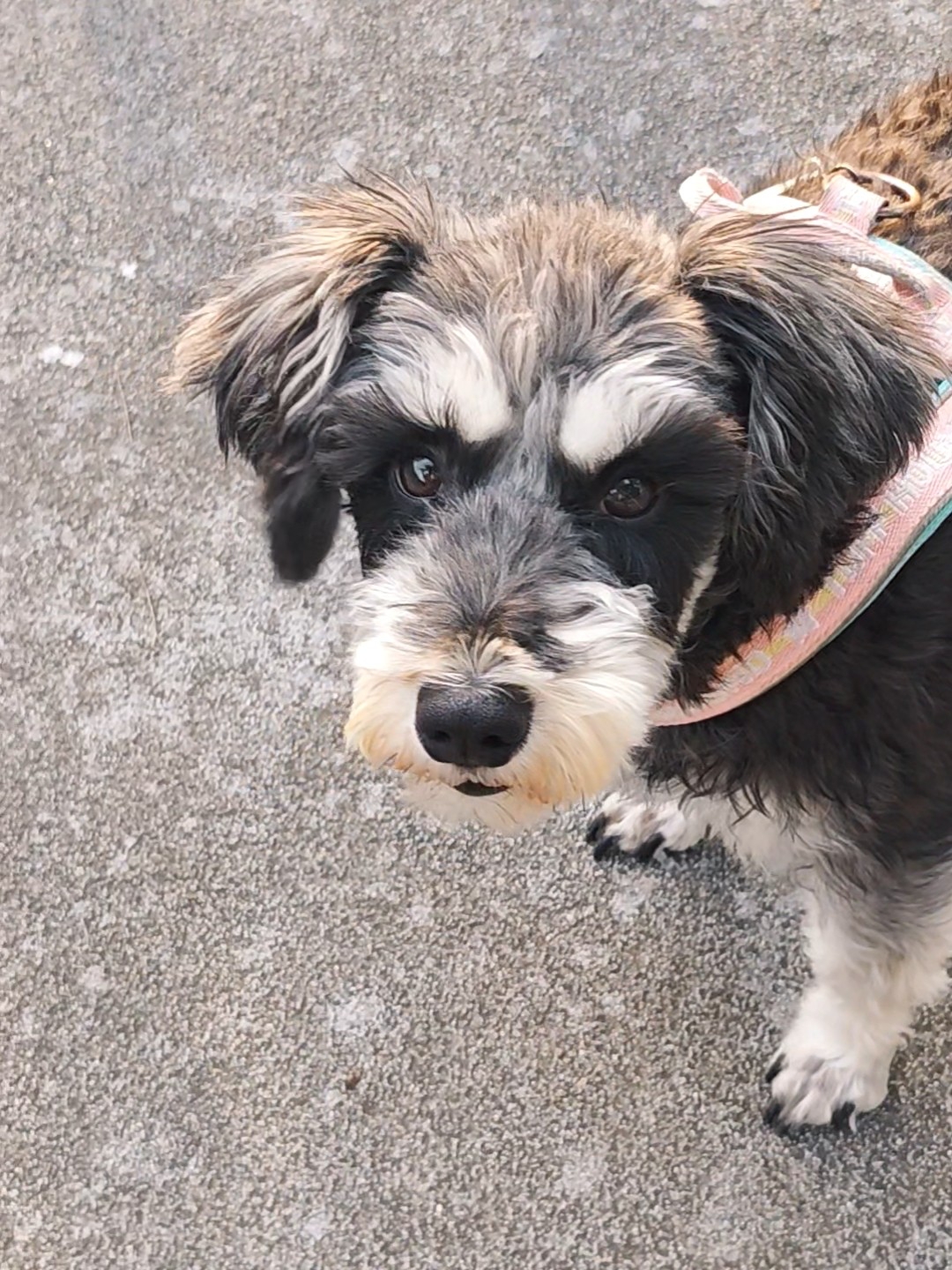 超配合拍照的小狗呢！