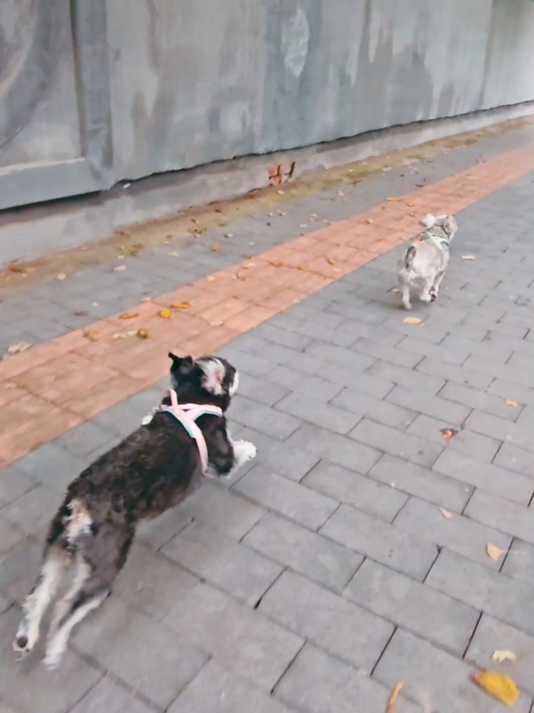 狗生也应该尽是旷野的呀！