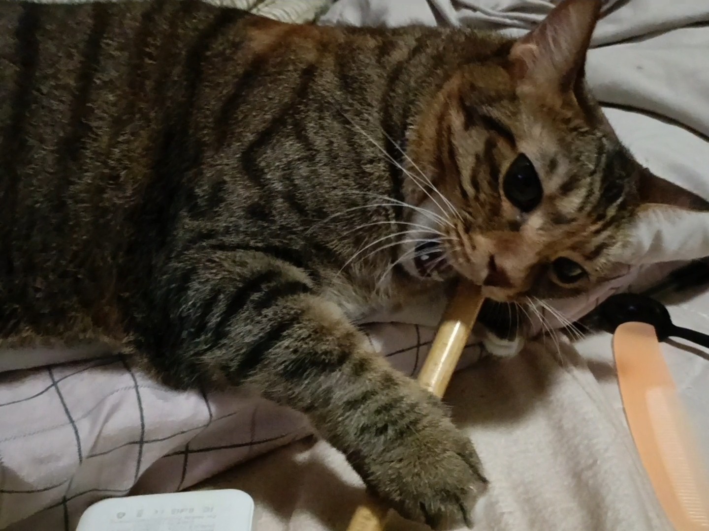 铁齿铜牙小梨花6