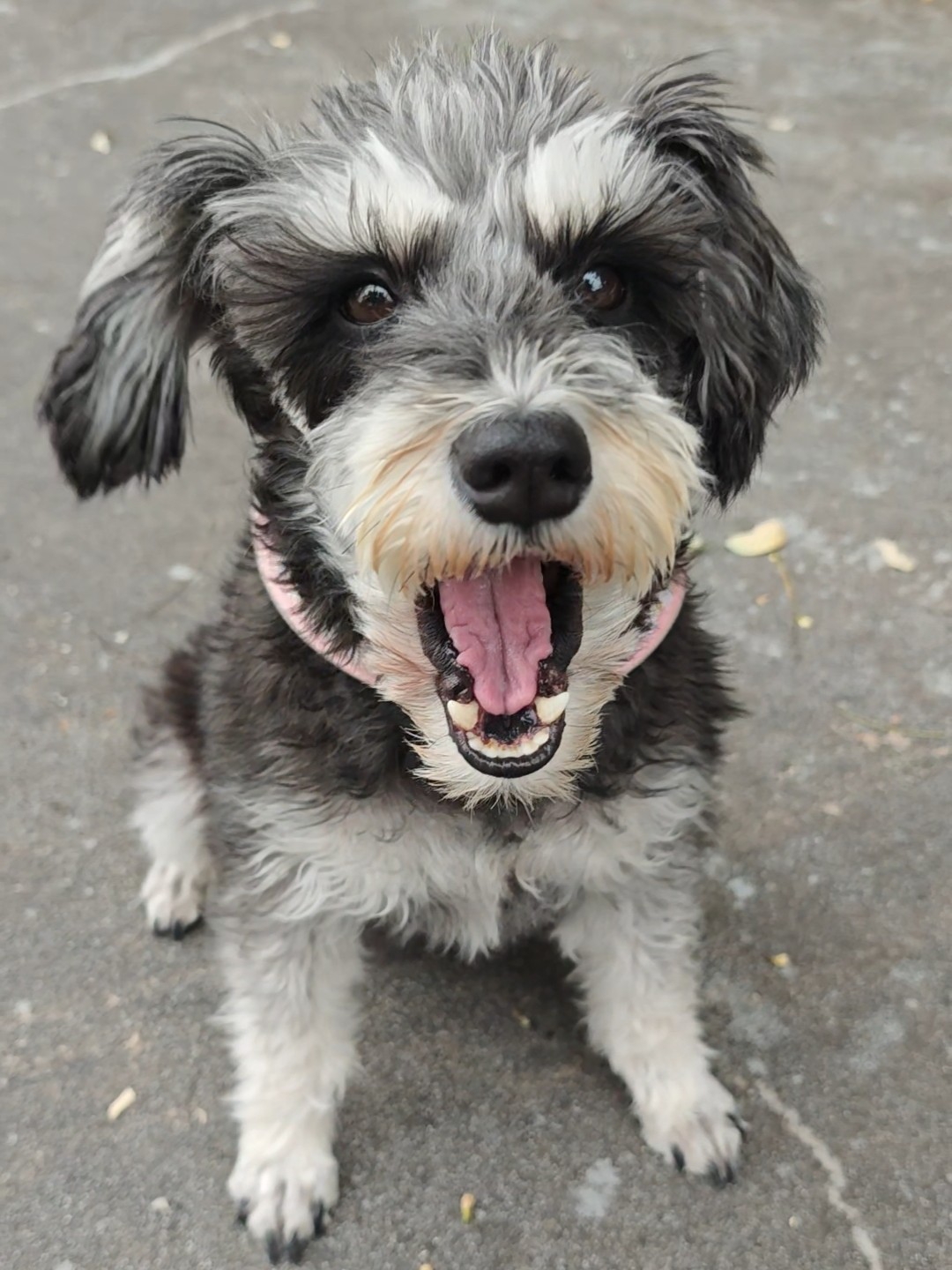 小狗有时候也是不太喜欢别人一直叫他的吧