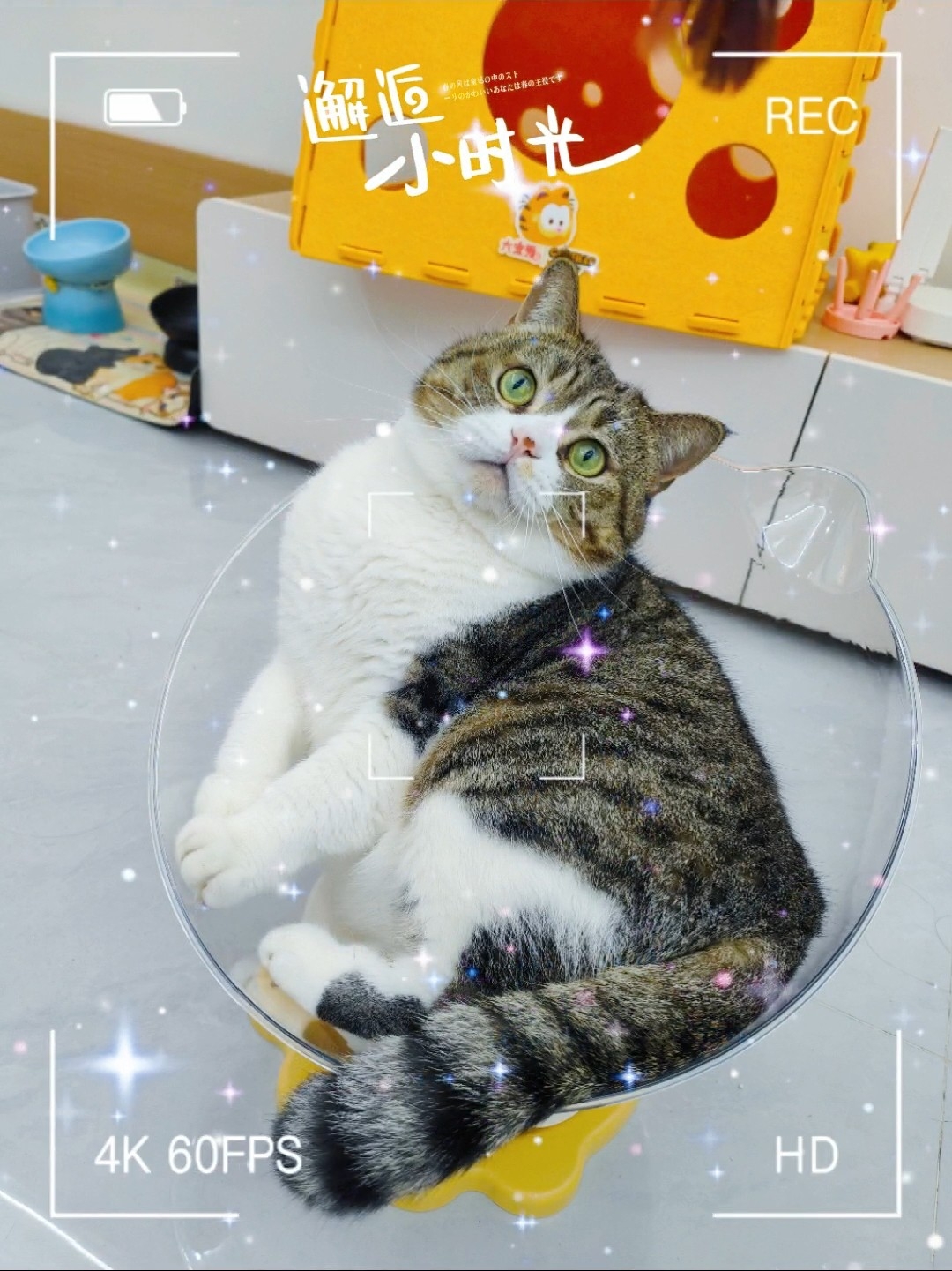 碗里有猫猫吗？