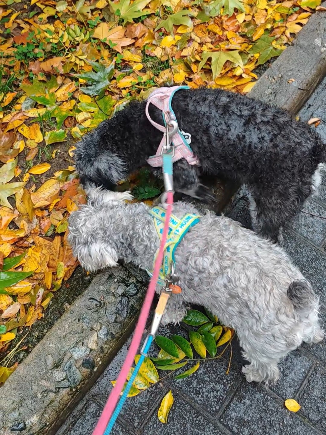 雨天也要遛狗呀