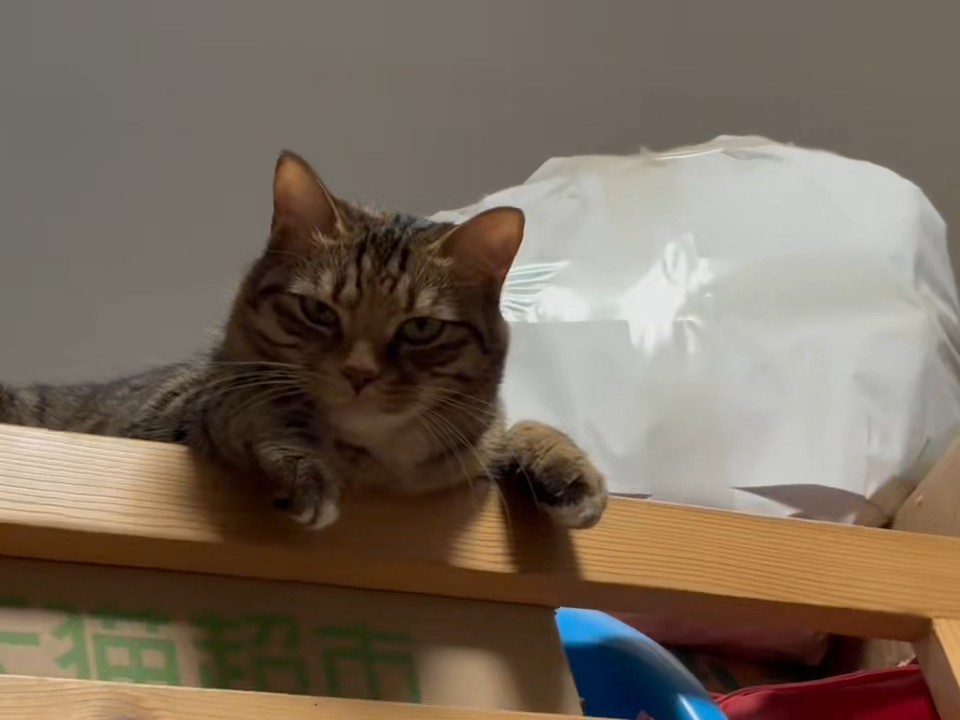 感觉她想打我呜呜(┯_┯)7