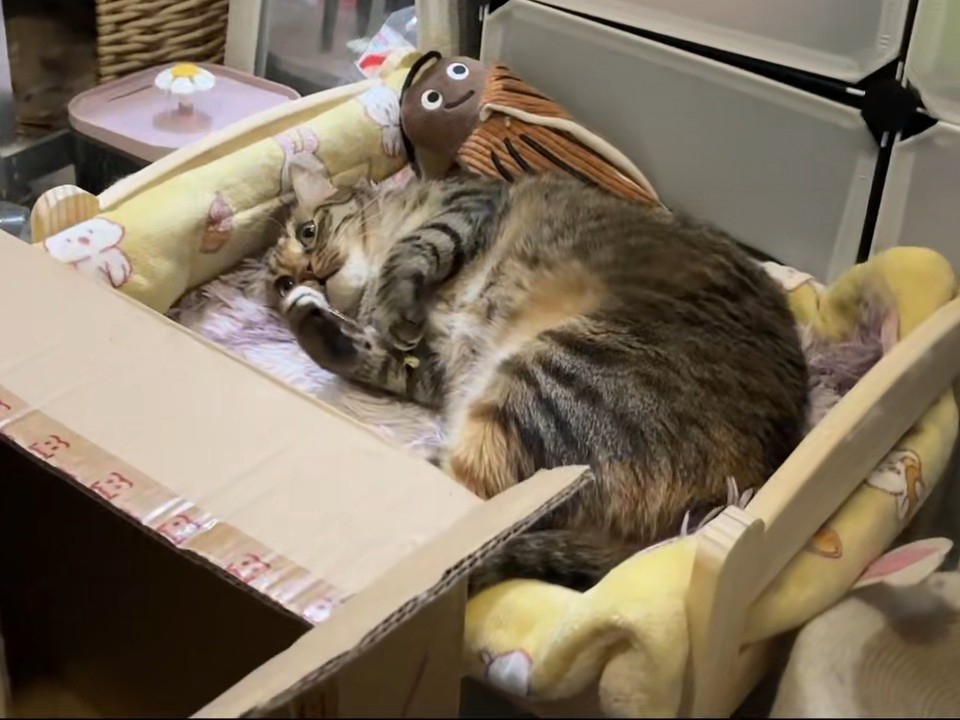 这也太可爱了叭8