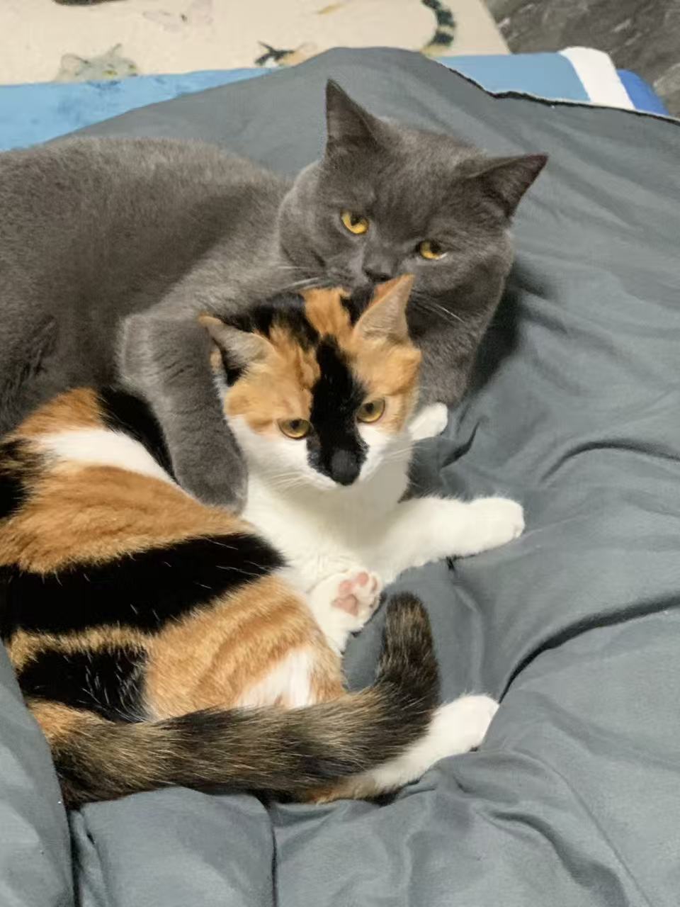 你好，打完架又是恩爱兄妹