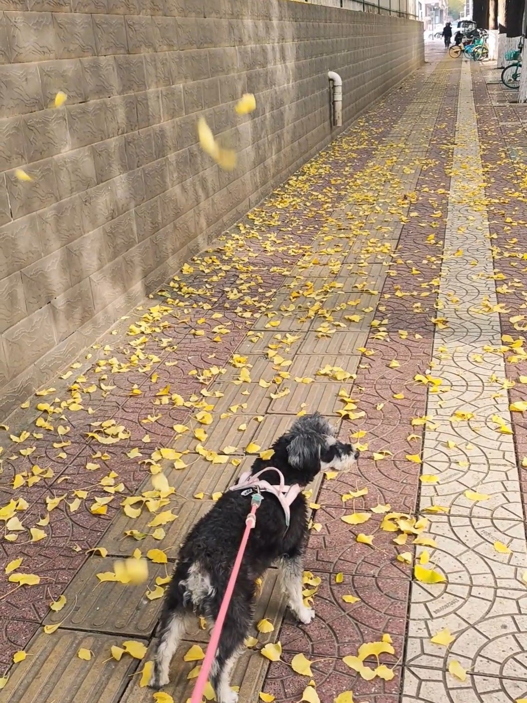 遛狗时候突发的落叶的宿命感