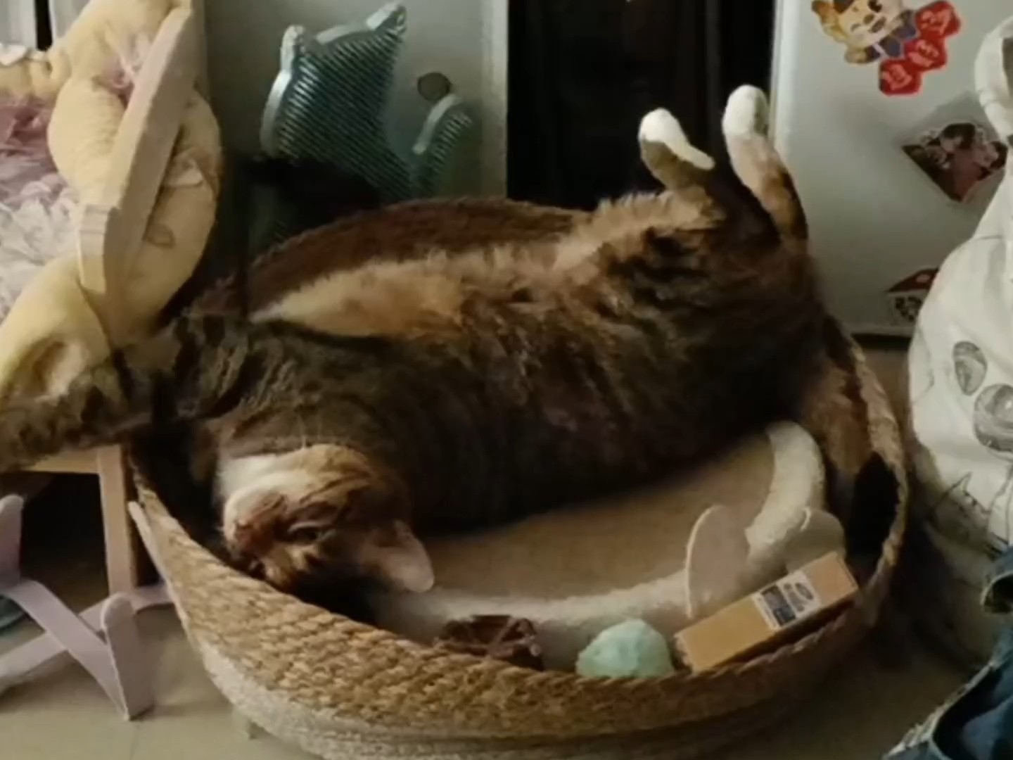 睡得四仰八叉12