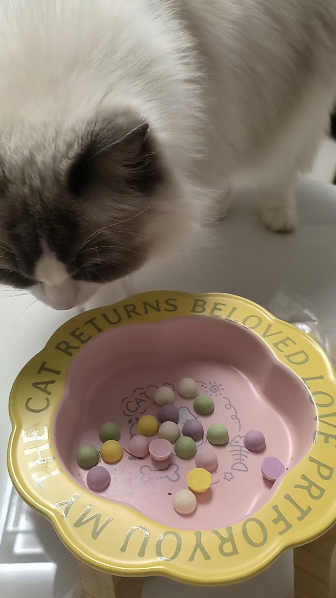 灰灰超级爱吃冻干，今天又给她买了新的冻干，是彩色果蔬口味的，结果她没吃过，不敢吃哈哈哈～