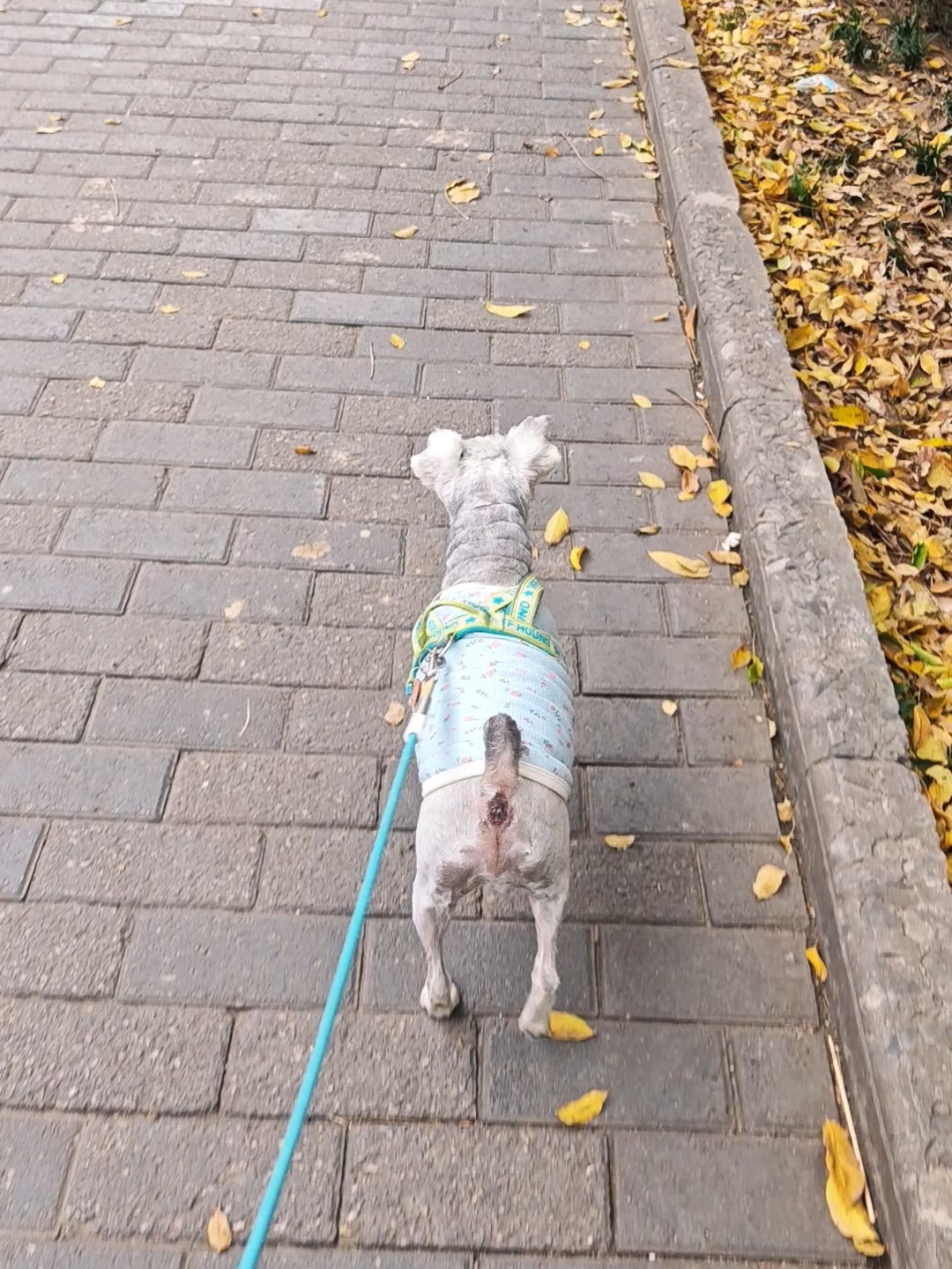 丝滑的遛狗vlog，像是在滑滑板