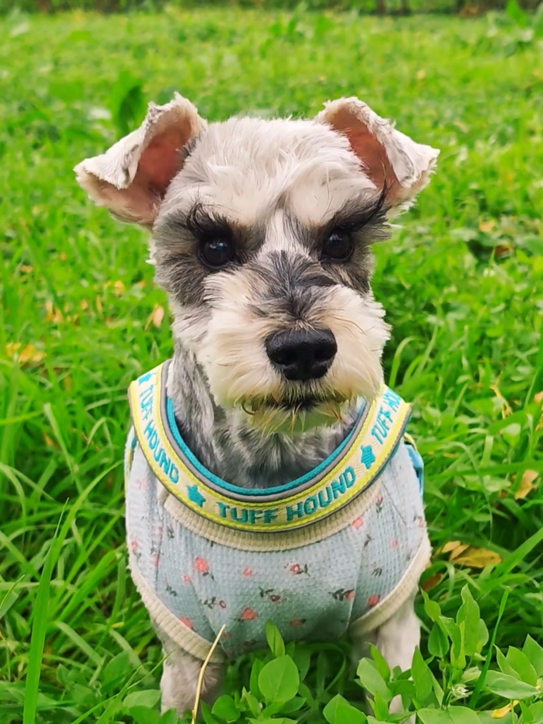 小狗与草地的适配度MAX呀