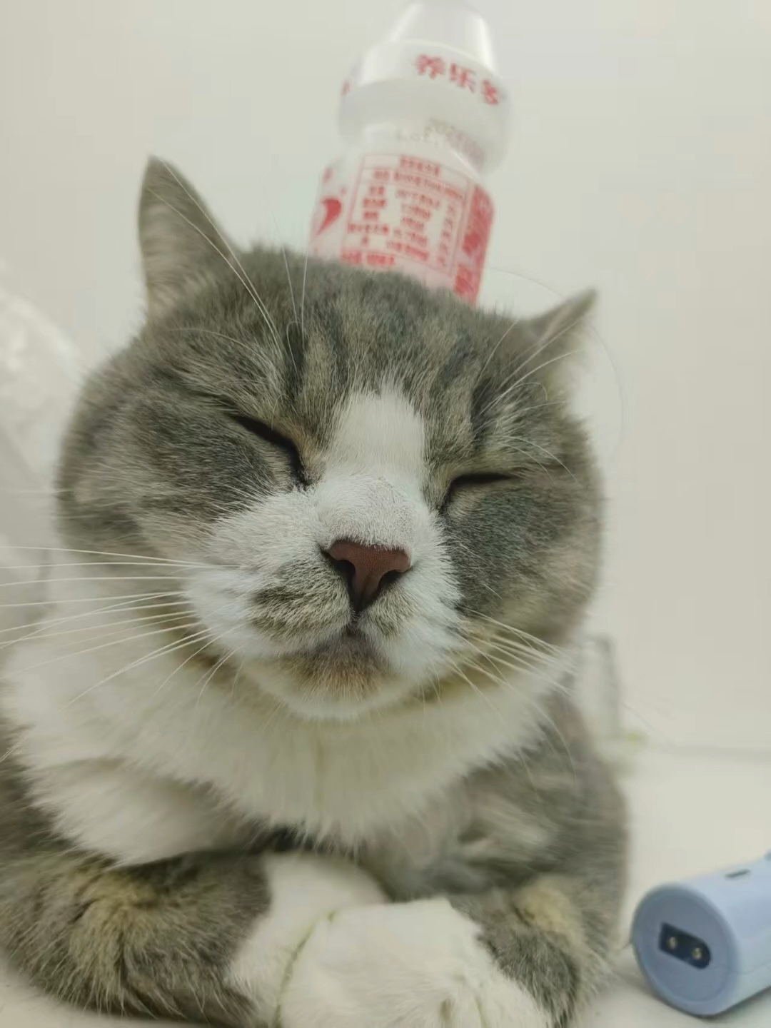 生活不易，猫猫卖艺