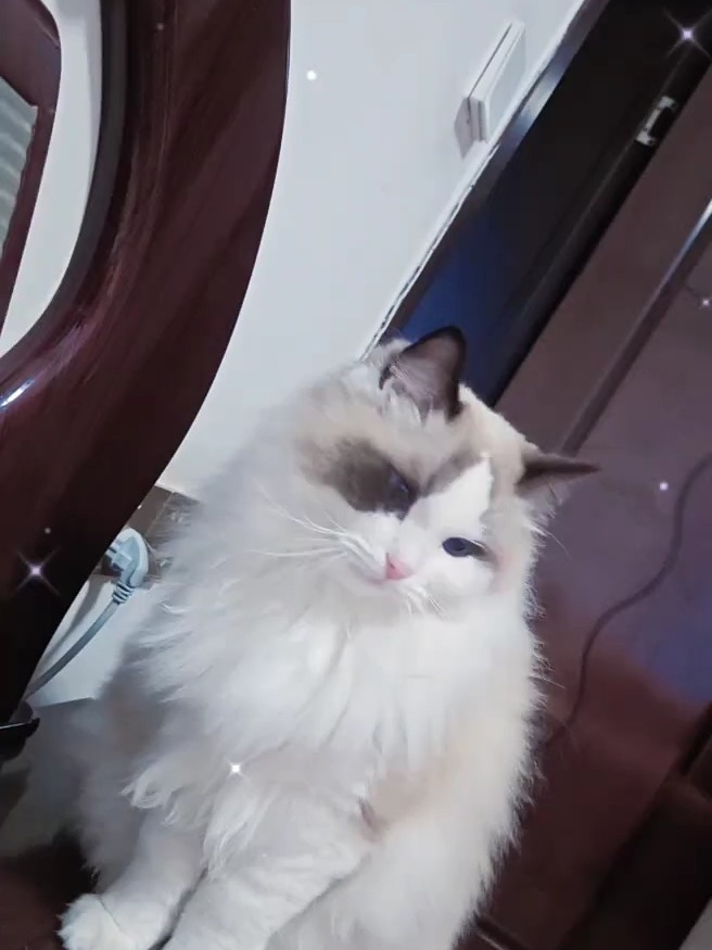 准时准点的猫咪闹钟