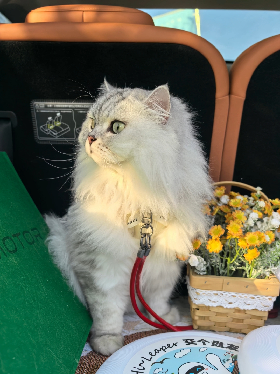 猫朋狗友节🌈✨