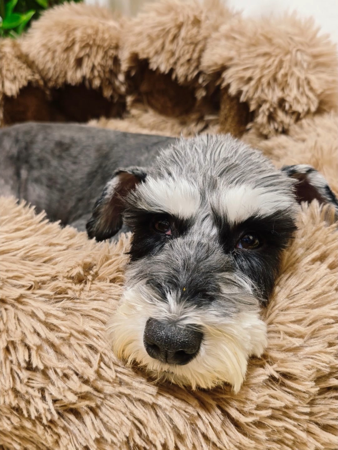 小狗的新窝熊掌窝窝好暖和