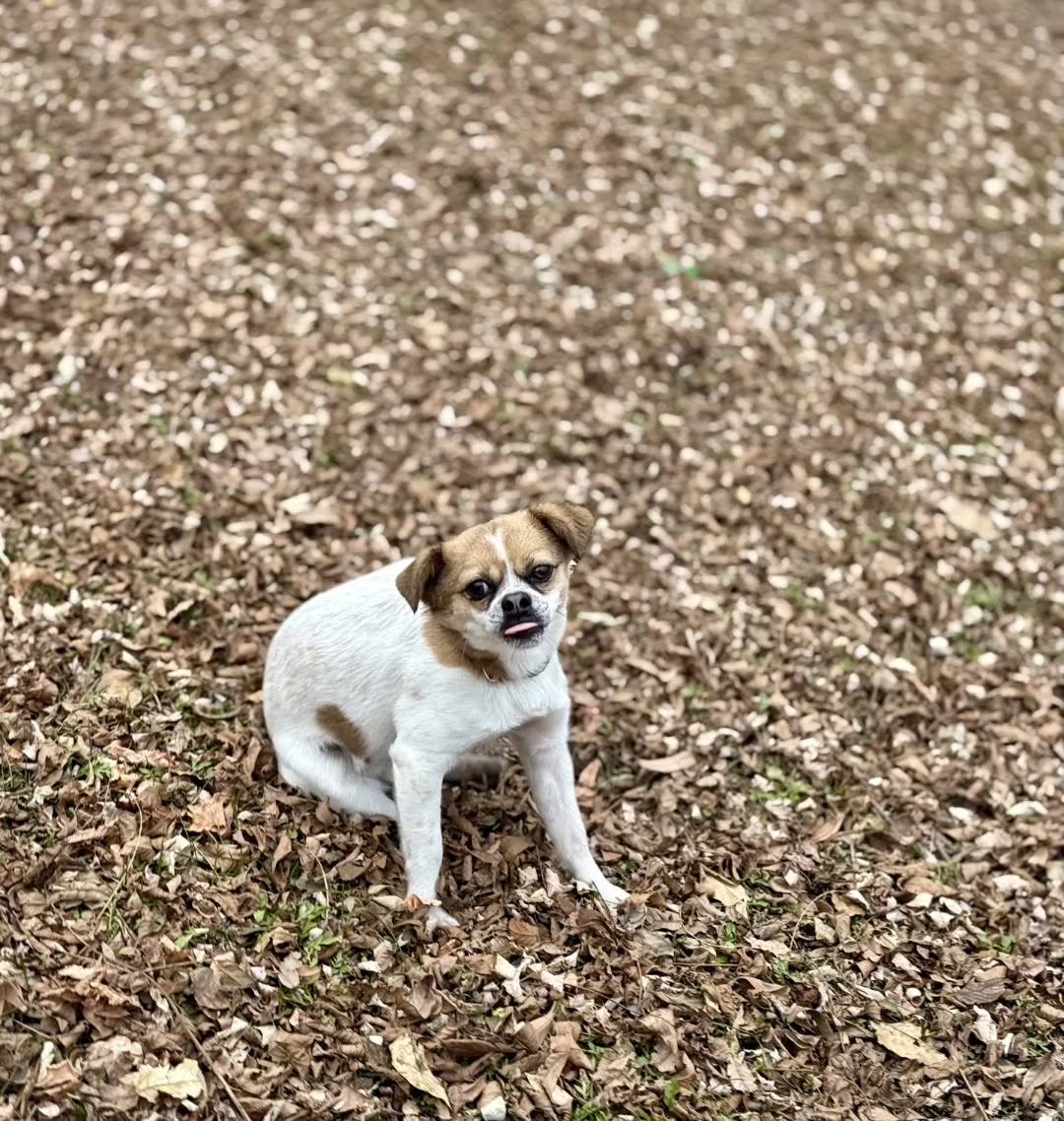 秋天是小狗丰荣的季节