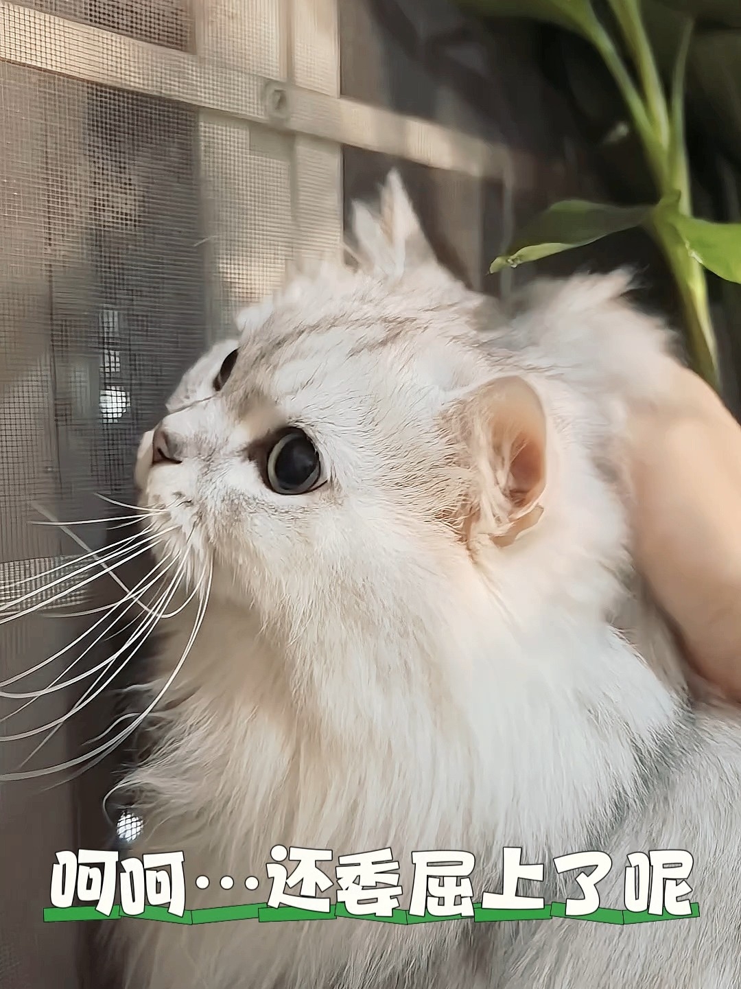 小毛孩干坏事，被抓现行啦