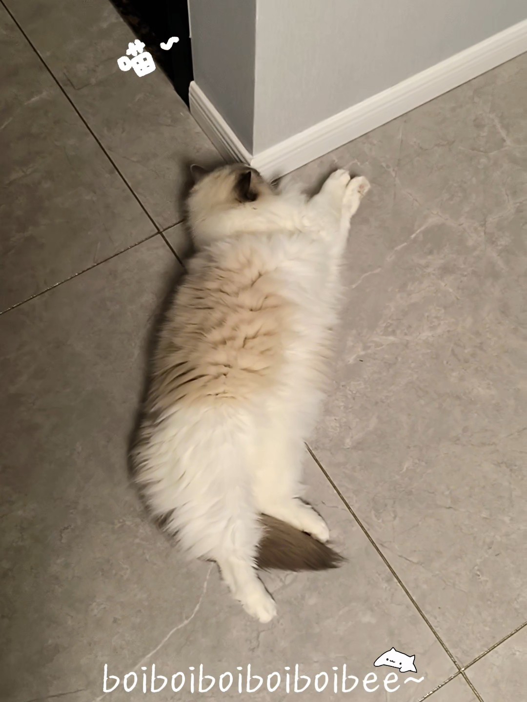 呀，是灰灰～可爱可爱可爱可爱～ 一到家就忍不住，把灰灰抱起来各种贴贴～