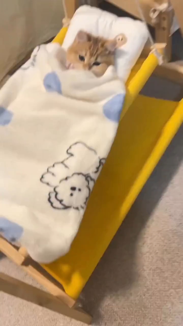 好可爱的小猫咪