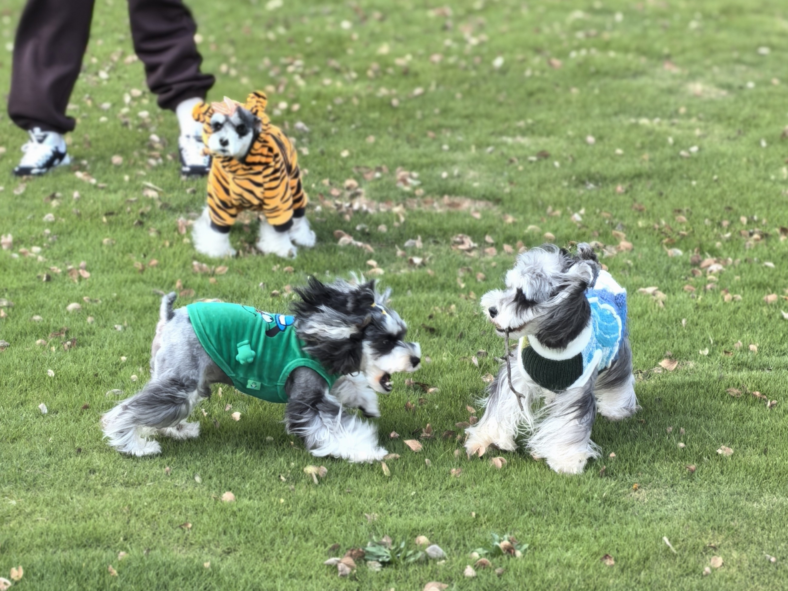 包下了整座山头