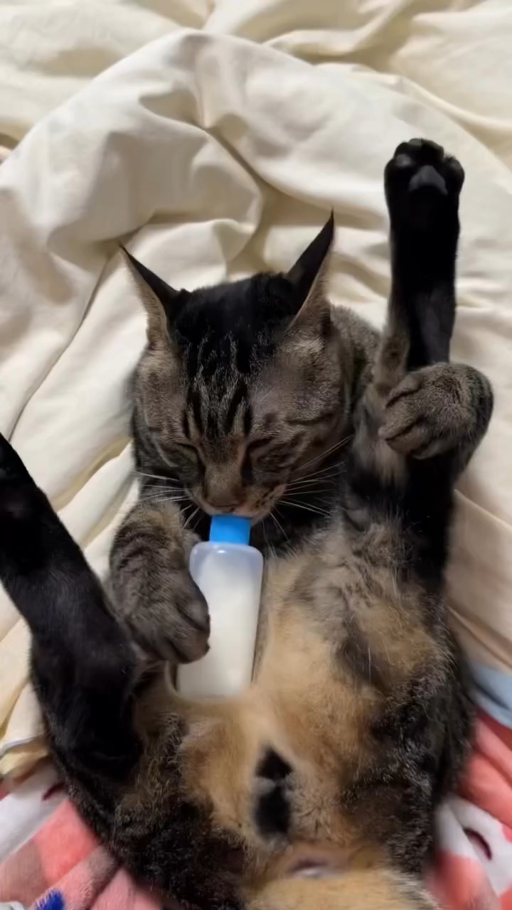 好可爱的猫宝宝