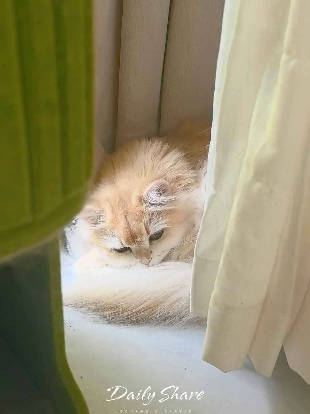 小猫也会有心事吗？