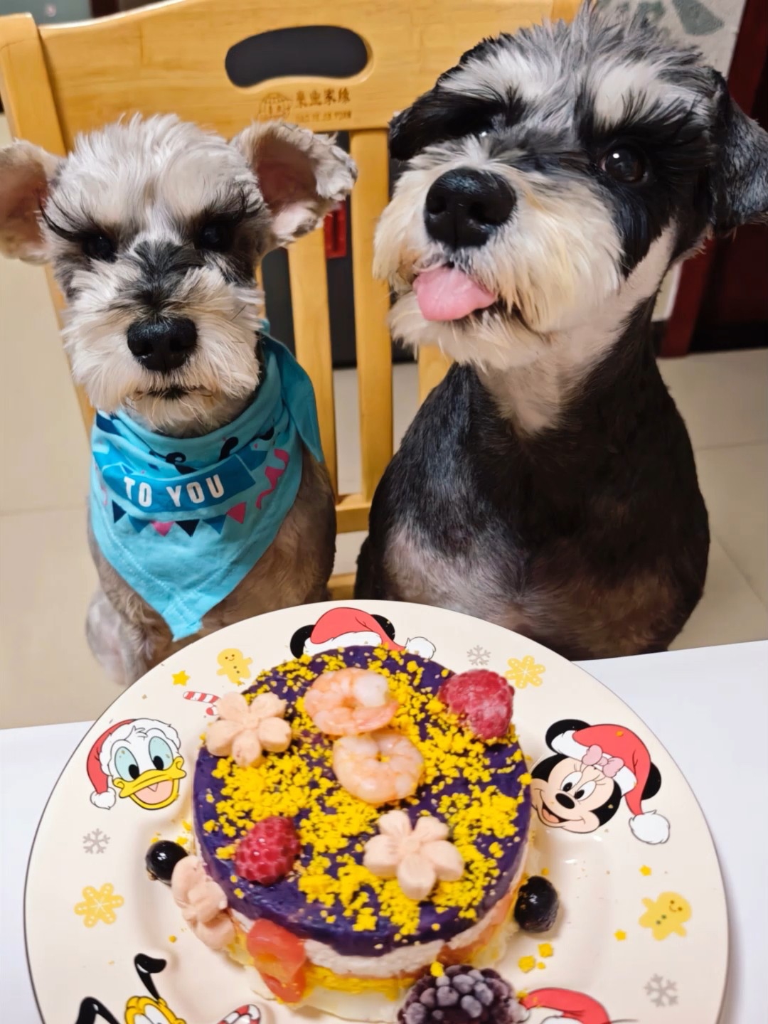 忙里偷闲的仪式感，献给我8岁的小狗寿星🎂