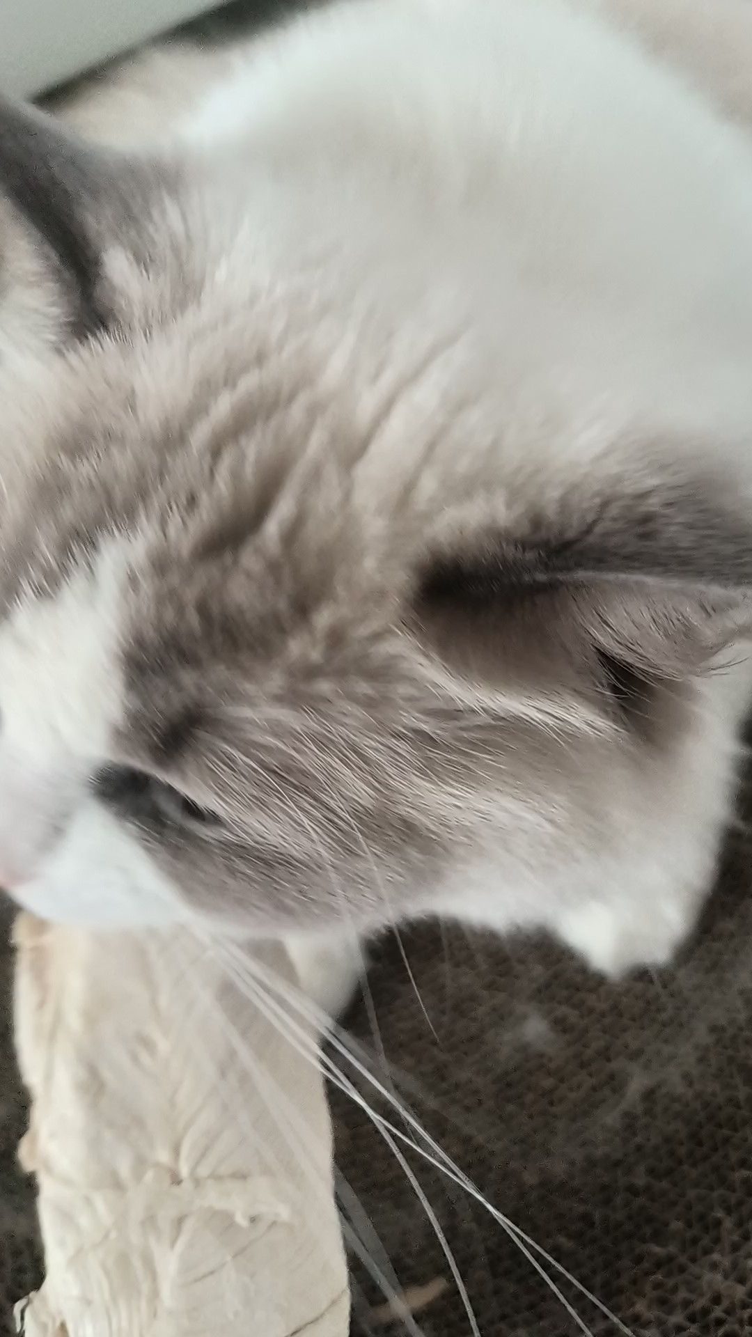 灰灰真的好爱吃鸡胸肉冻干欸！！！每次吃这个都好疯，一口气能吃完一整块！