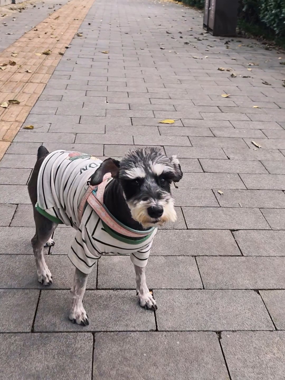 带小狗奔跑一下