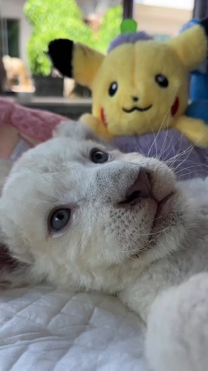 它的爪爪好可爱啊