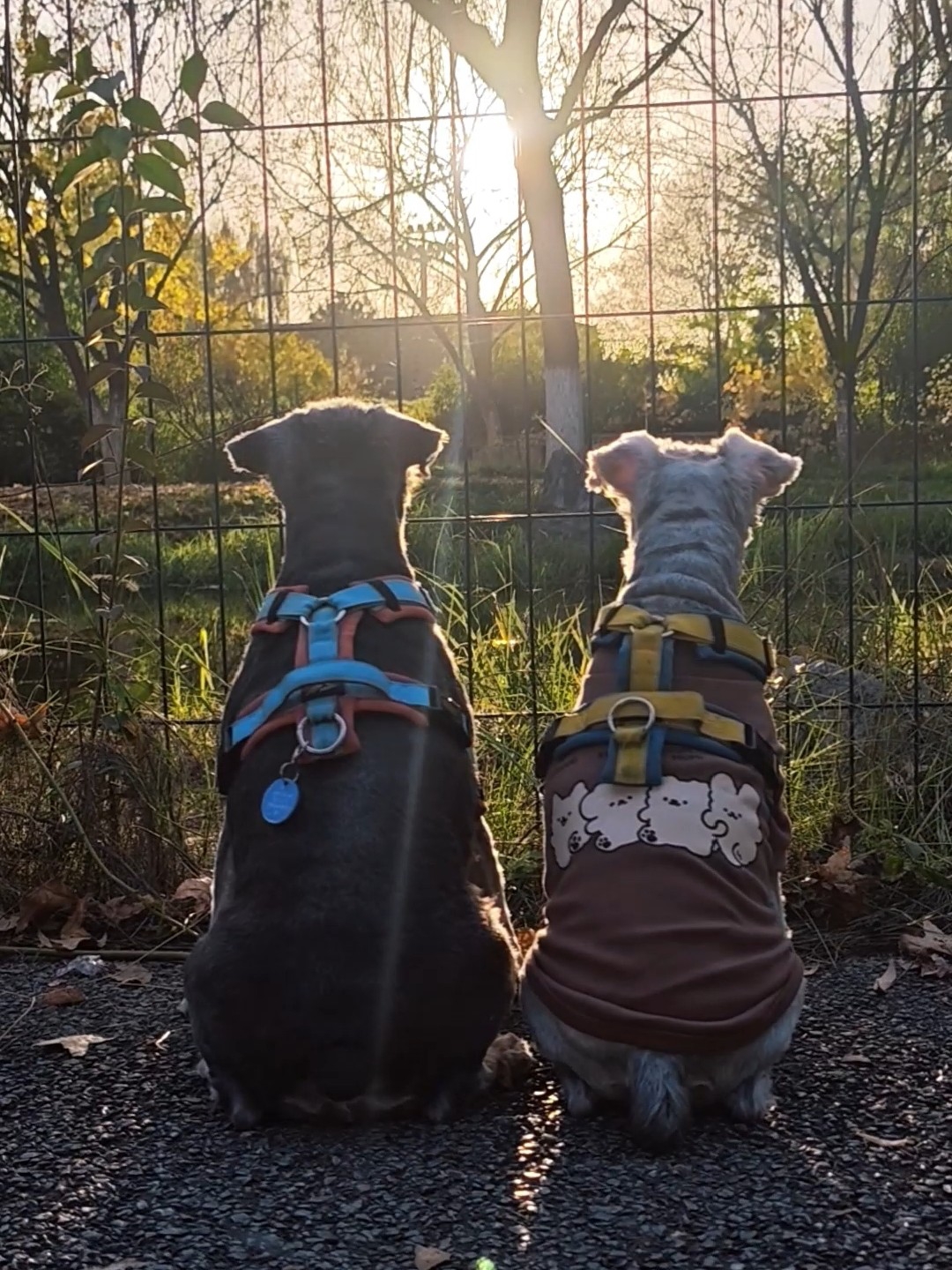 关于爱情，我们并肩一起看过夕阳，算吗