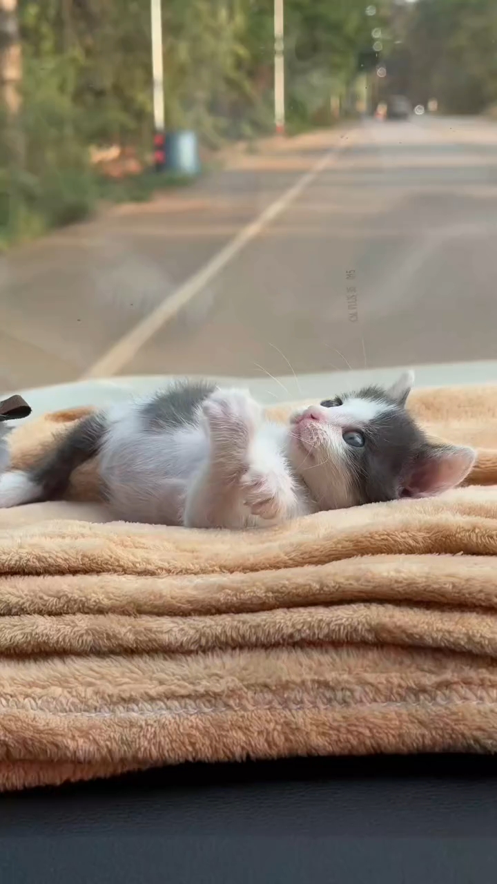 太可爱了吧，好乖