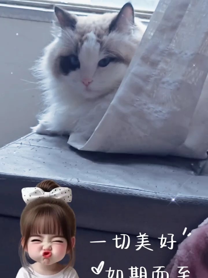 还躲迷藏的猫咪