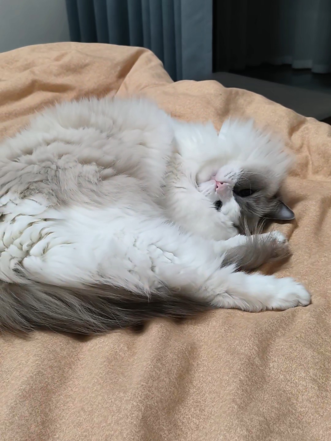 冬天来了！冬天真好！喜欢冬天！ 因为冬天床上会长出猫！ 灰灰终于还是坑不住冷，上床睡觉了，开心开心开心！喜欢冬天，喜欢和小猫一起睡觉！