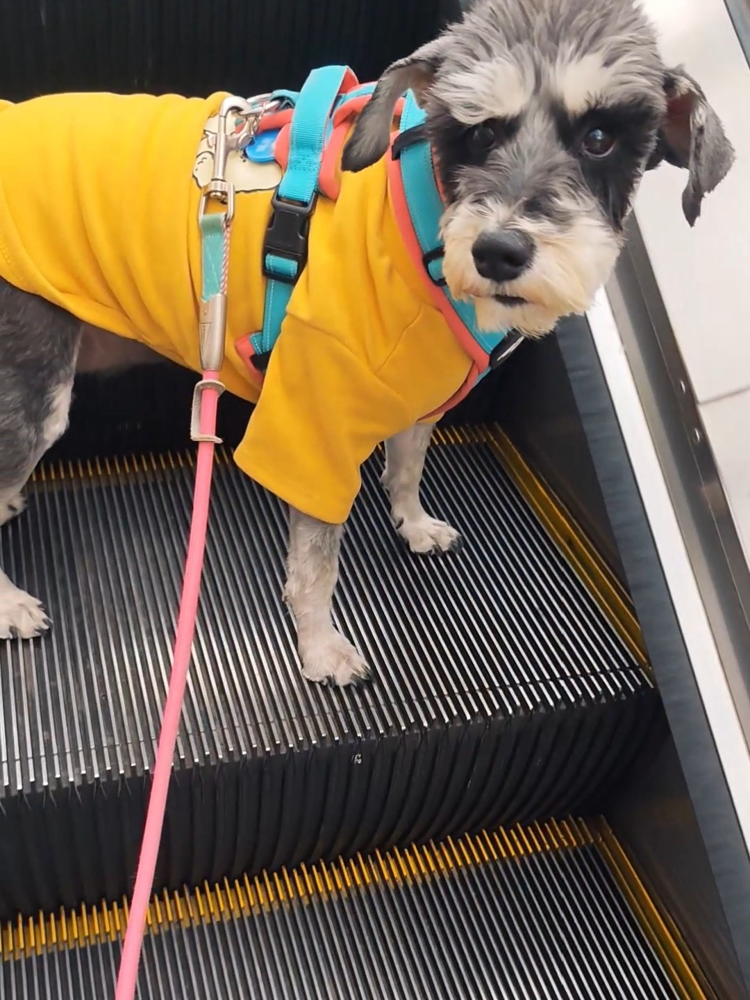 带小狗首次体验手扶电梯