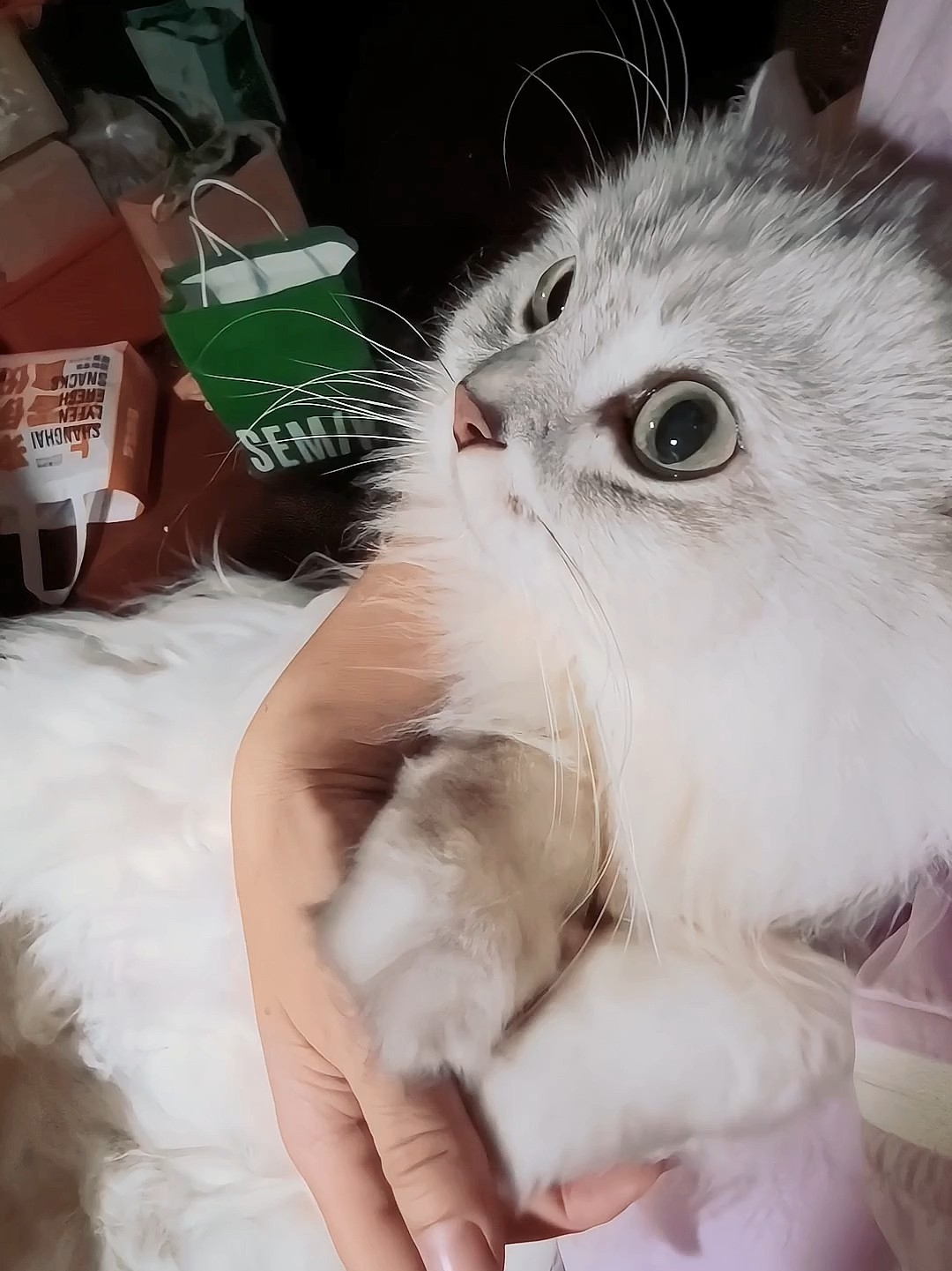 大半夜看悬疑片，有咪陪着就不害怕啦😘