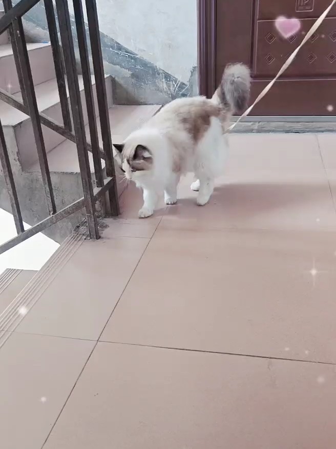 又想出去玩，又怕生人的小猫