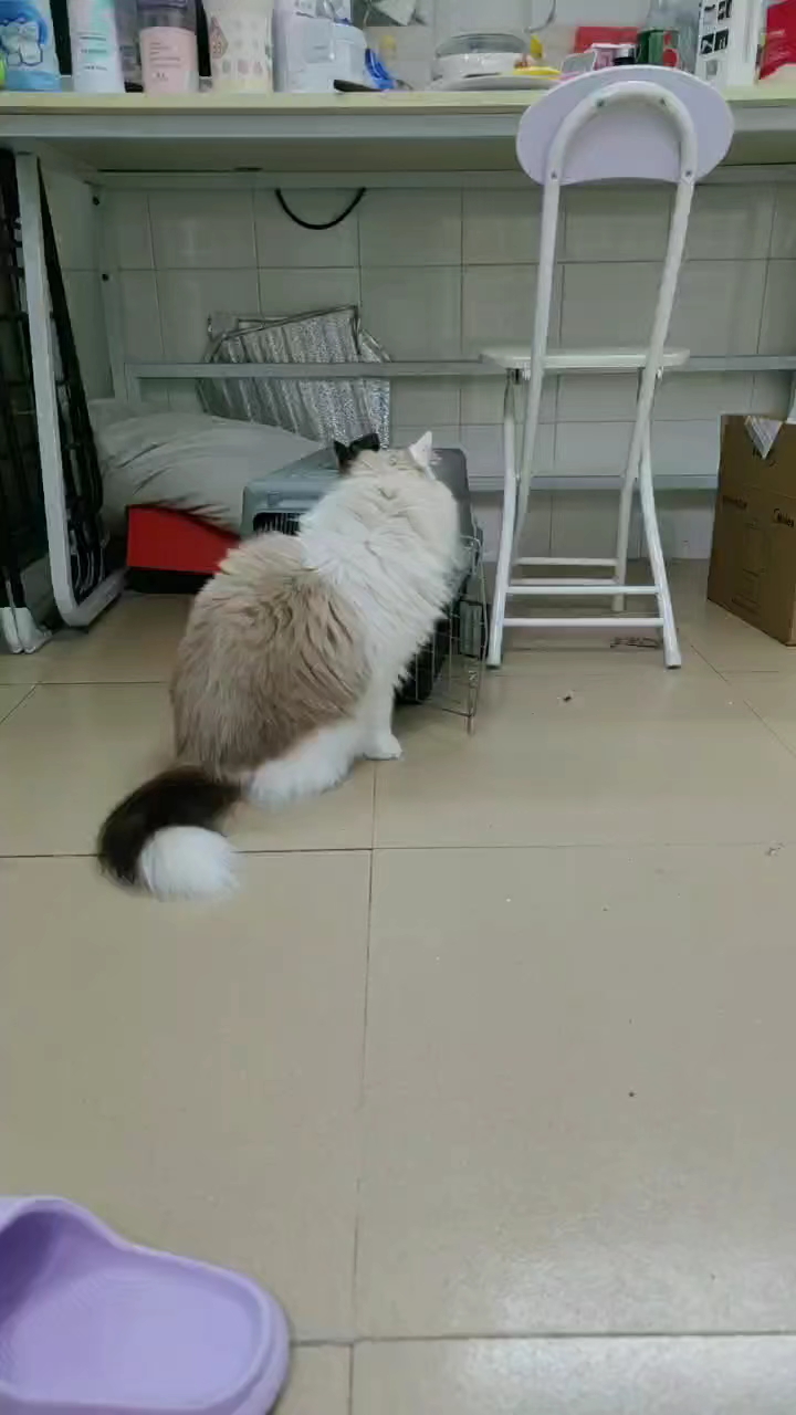 回味一下关押自己的笼子